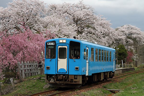 満開の桂瀬駅の桜
