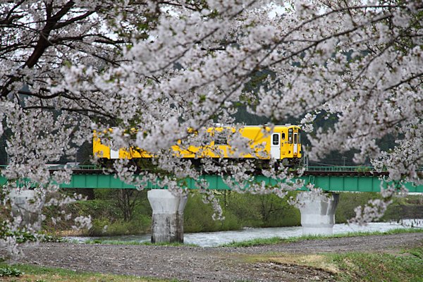 小又川橋梁と桜