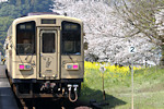 肥後西村駅の桜