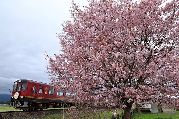 �H�㑾�c�w�̃I�I���}�U�N���H