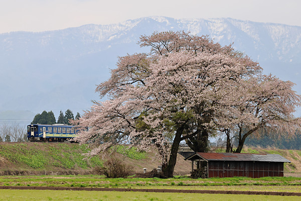 �H�㑾�c�`�������̂R�{�̍�