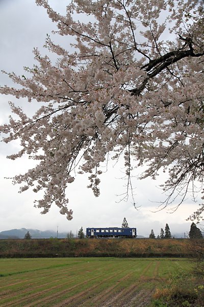 西明寺〜羽後太田間の桜